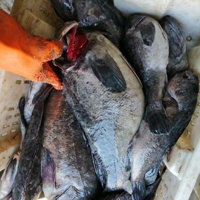 威海水產(chǎn)品批發(fā)市場:烏魚花大量上市,市場交易相對旺盛