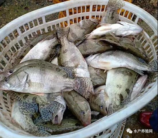 鎮(zhèn)江不僅導致了全市的水產(chǎn)品消費受到嚴重打擊,連周邊的南京常州等地