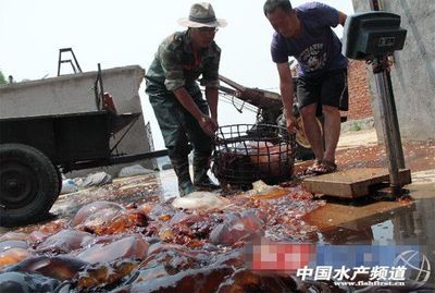 黃海海蜇昨日開捕 加工品俏銷南方 - 內銷市場 - 中國水產頻道 | 網聚全球水產華人