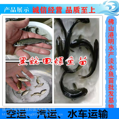 【張家界田螺魚苗 基地信譽保證 存活率高螺絲青魚苗 港明水產魚苗批發圖片】張家界田螺魚苗 基地信譽保證 存活率高螺絲青魚苗 港明水產魚苗批發 - 佛山市高明區楊和鎮港明魚苗場