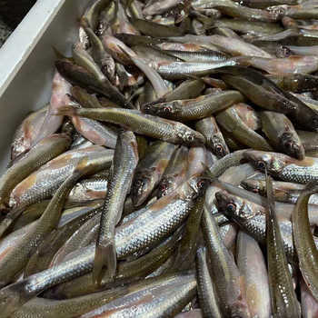 水產(chǎn)收購商電話,小雜魚收購加工企業(yè),3元一斤小雜魚收購