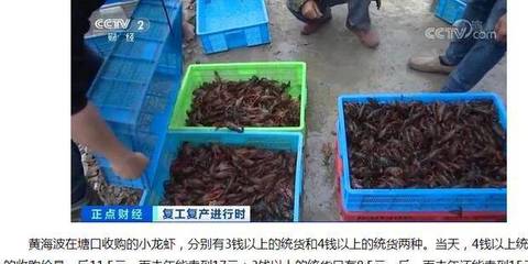 1斤小龍蝦8塊錢,為什么今年小龍蝦突然不“火”了?原因挺無奈