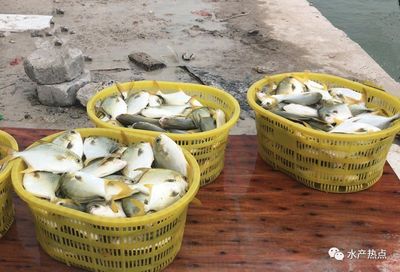 存量3000萬斤,金鯧魚終于迎來大利好,最高上漲1.2元,漲勢強勁