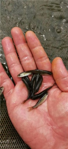 收購淡水青魚苗-活潑水產-收購淡水青魚苗銷售