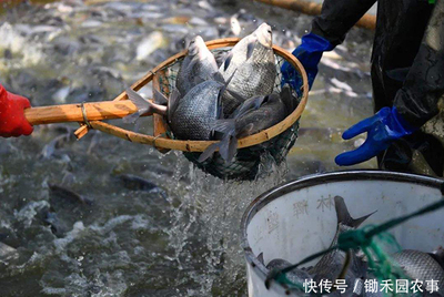 禽類水產銷售難:1天損失近3億,羅非魚、對蝦、小龍蝦壓塘嚴重