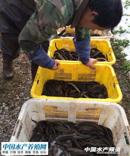 黃鱔收購價格突破40塊 春節跌價可能性小