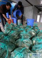 00%自產自銷,天河市場有自己的收購鋪位,量大批發價優惠[批發]_鮮活水產品_世界工廠網中國產品信息庫