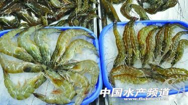 山東青島近海六成海鮮變家養(yǎng) - 綜合資訊 - 中國水產頻道 | 網聚全球水產華人