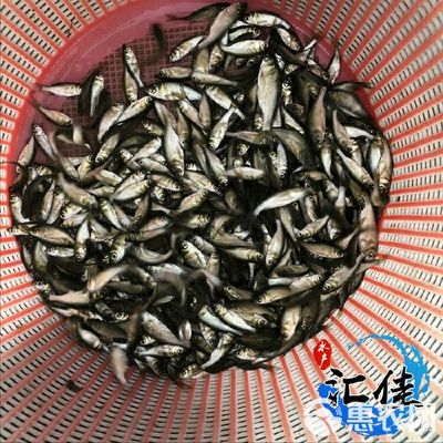 [大頭魚魚苗批發(fā)]花鰱苗 價格0.5元/尾
