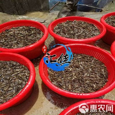 [泥鰍苗批發(fā)]泥鰍苗 價格0.07元/尾