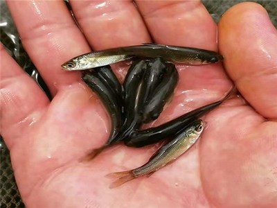 收購青魚苗養(yǎng)殖銷售-青魚苗養(yǎng)殖-活潑水產