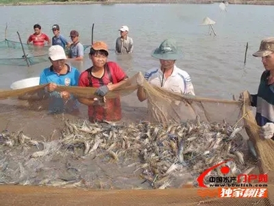 節(jié)日臨近國際蝦價回暖-獨家報道- 中國水產(chǎn)門戶網(wǎng) - 最具影響力的水產(chǎn)網(wǎng)站