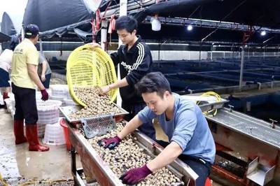 投喂生蠔、魷魚、螃蟹?水產(chǎn)“新貴”東風螺,到底是怎么養(yǎng)的?