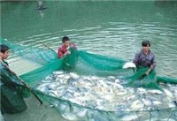 玉米_玉米供貨商_烤玉米爐價格,沈陽海地商貿(mào),通化烤玉米爐_玉米價格_沈陽海地商貿(mào)