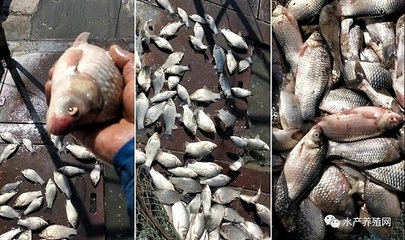 草魚鯽魚繼續(xù)上漲,部分區(qū)域鯽魚死魚多!上半年魚價還會繼續(xù)堅挺
