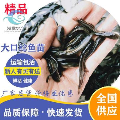江河魚河鰹魚苗養殖 技術支持 四川成都軍魚收購價