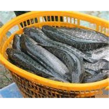襄陽市高粱|大量收購高粱|汈汊湖水產(chǎn)養(yǎng)殖-企匯網(wǎng)