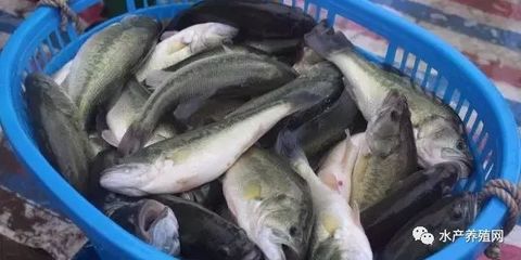 賣出歷史最高價?這條魚今年最賺錢,也是最危險(xiǎn)的魚!