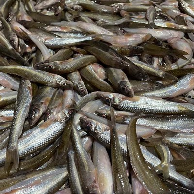 大量收購死魚死蝦,白米蝦,秀麗白蝦,湖蝦,河蝦各種水產