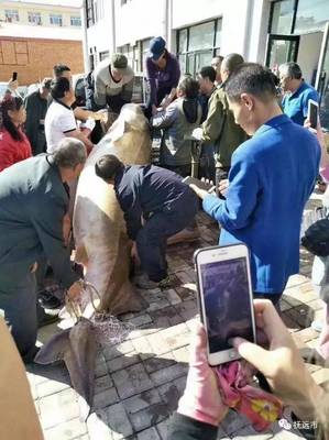 黑龍江打上一條1028斤大魚,是要成精嗎?賣了22萬!但有人說被撫遠市水產研究所收購
