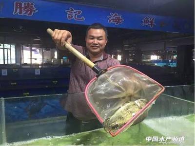 他用益生菌養鱖魚,走上致富之路