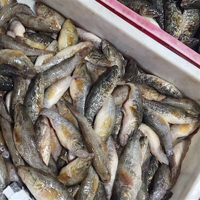 大量收購死魚死蝦,白米蝦秀麗白蝦,湖蝦河蝦各種水產