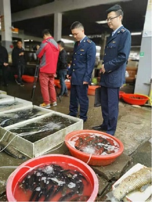 湖南省:“魚販”頂風(fēng)作案 沅江市市場監(jiān)管局開16000元罰單