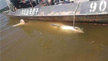 漁民捕獲千斤重的百歲鱘鰉魚,被水產(chǎn)部門收購,你猜花了多少錢?