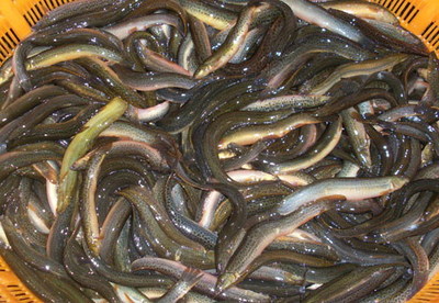 2012大量供應(yīng)優(yōu)質(zhì)泥鰍苗 和各種水產(chǎn)苗種,水產(chǎn)用微生物制劑成品泥鰍收購_泥鰍苗種價格_中國水產(chǎn)養(yǎng)殖網(wǎng)