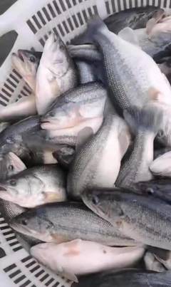 這里養(yǎng)殖戶搞稻田套養(yǎng)加州鱸魚,2萬條魚沒死一條,還賣到12.5元/斤的好價(jià)錢