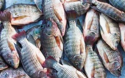 野生的羅非魚(yú)泛濫,人們嫌臟也不敢吃,養(yǎng)殖戶終于高興了