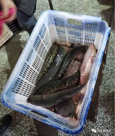 國家水產品質量安全監測專家在佳木斯市開展抽樣監測