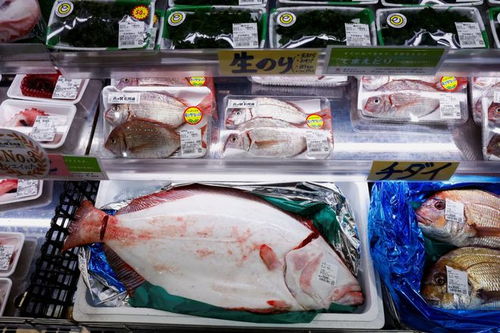 10萬份扇貝免費(fèi)送 北海道大手筆 盼緩解中國水產(chǎn)禁令影響