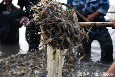禽類水產(chǎn)銷售難:1天損失近3億,羅非魚、對(duì)蝦、小龍蝦壓塘嚴(yán)重