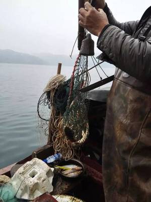 圖文紀實 | 考察重慶野生長江魚收購