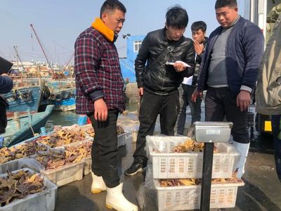 青島膠州灣海星泛濫成災 網友:吃光入侵海星靠譜嗎?